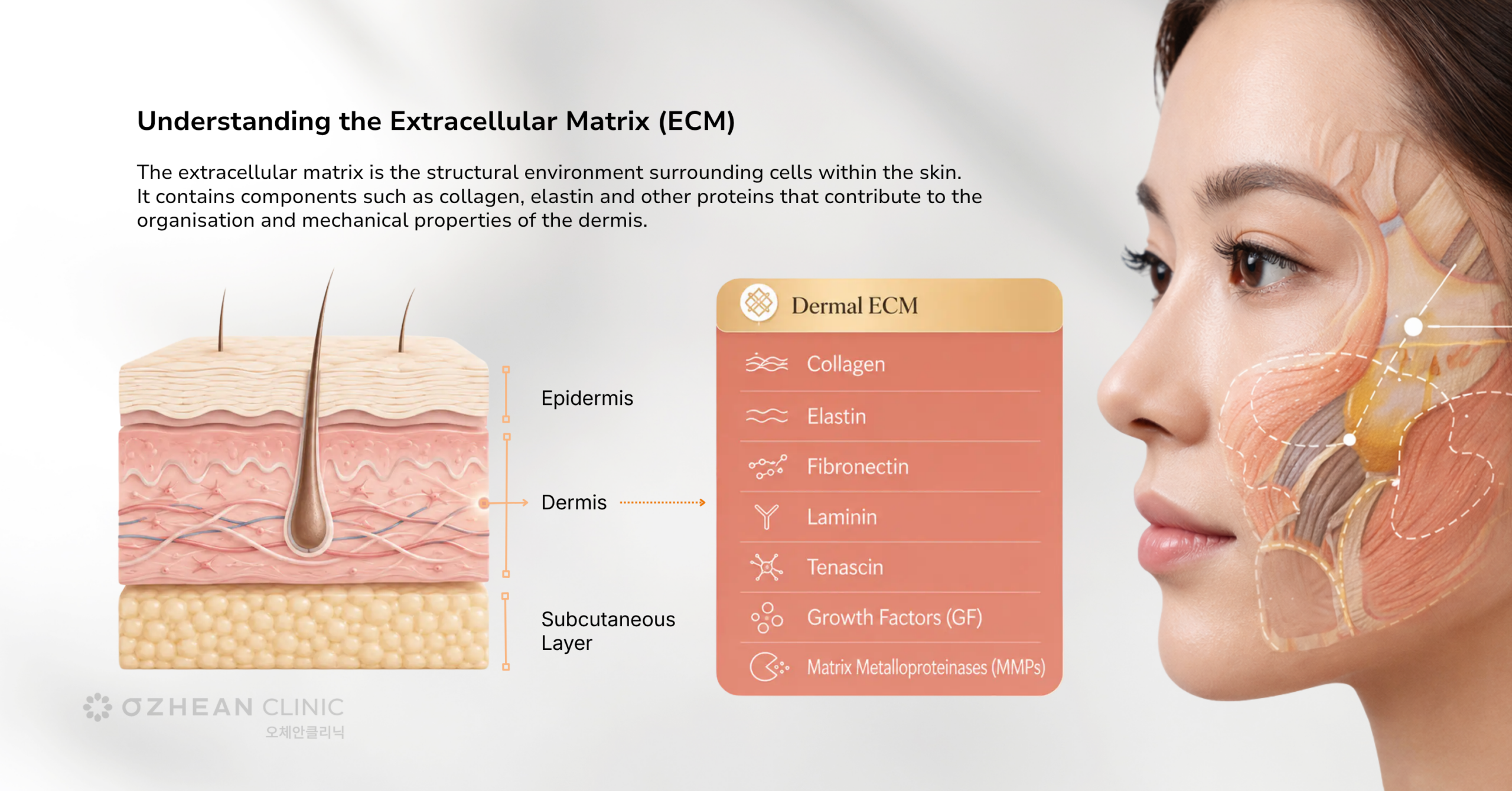 What_is_Re2O_ECM_Ozhean_Clinic
